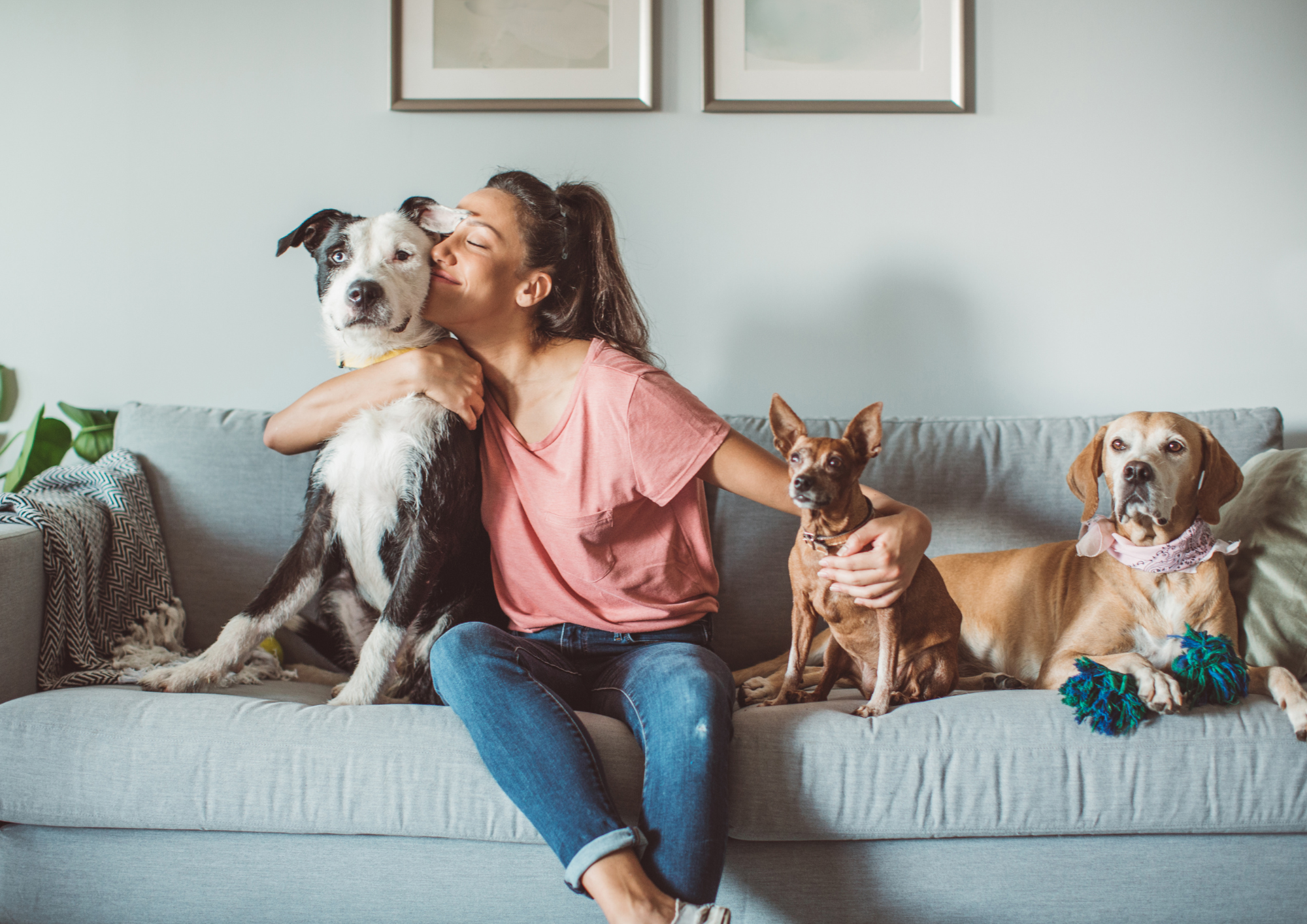 Casa con mascotas limpia, higiénica y ordenada